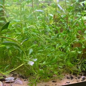 Live Water Wisteria Aquatic Plants Easy Natural Aquarium Beginner Plants